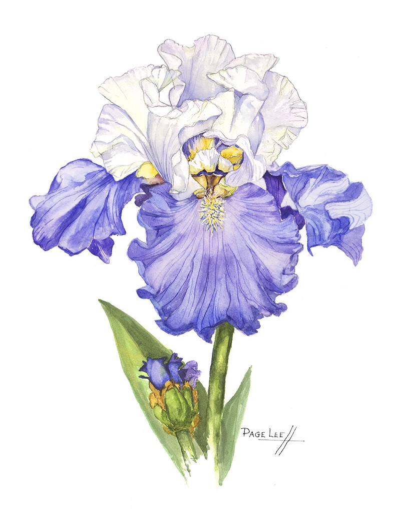 LeeP-Blue_Iris_11x14_395_1024x1024