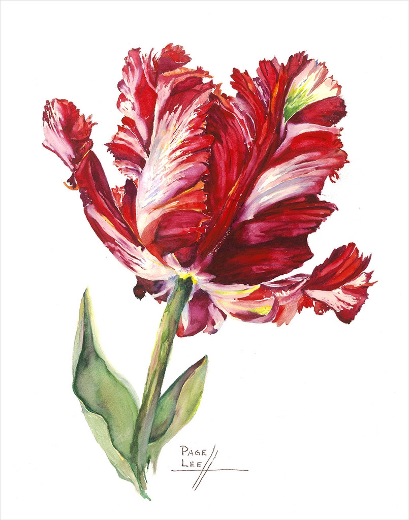 LeeP-Tulip_Estella_Red_11x14_384_1024x1024