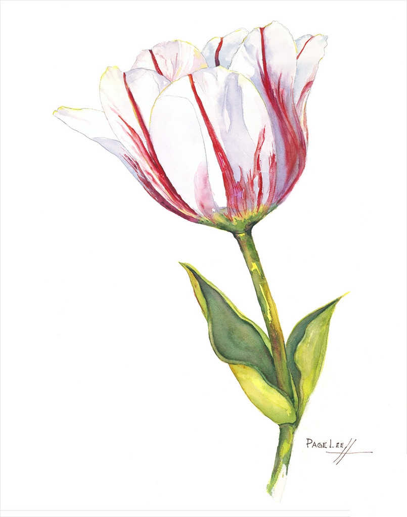 LeeP-Tulip_Sorbet_11x14_477_1024x1024