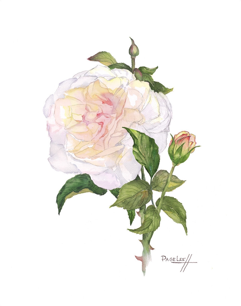 LeeP-WHite_Rose_11x14_430_1024x1024